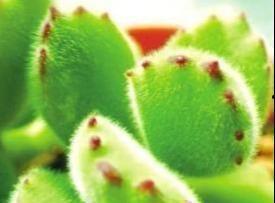 网红小叶子,从素人逆袭到时尚偶像的蜕变之路