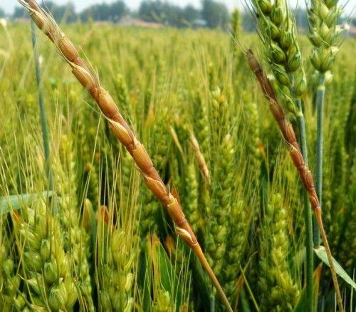 麦图片,探寻麦田之美与农耕文化